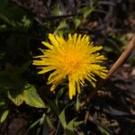 Ants and Dandelions – Co-dependance and missing links
